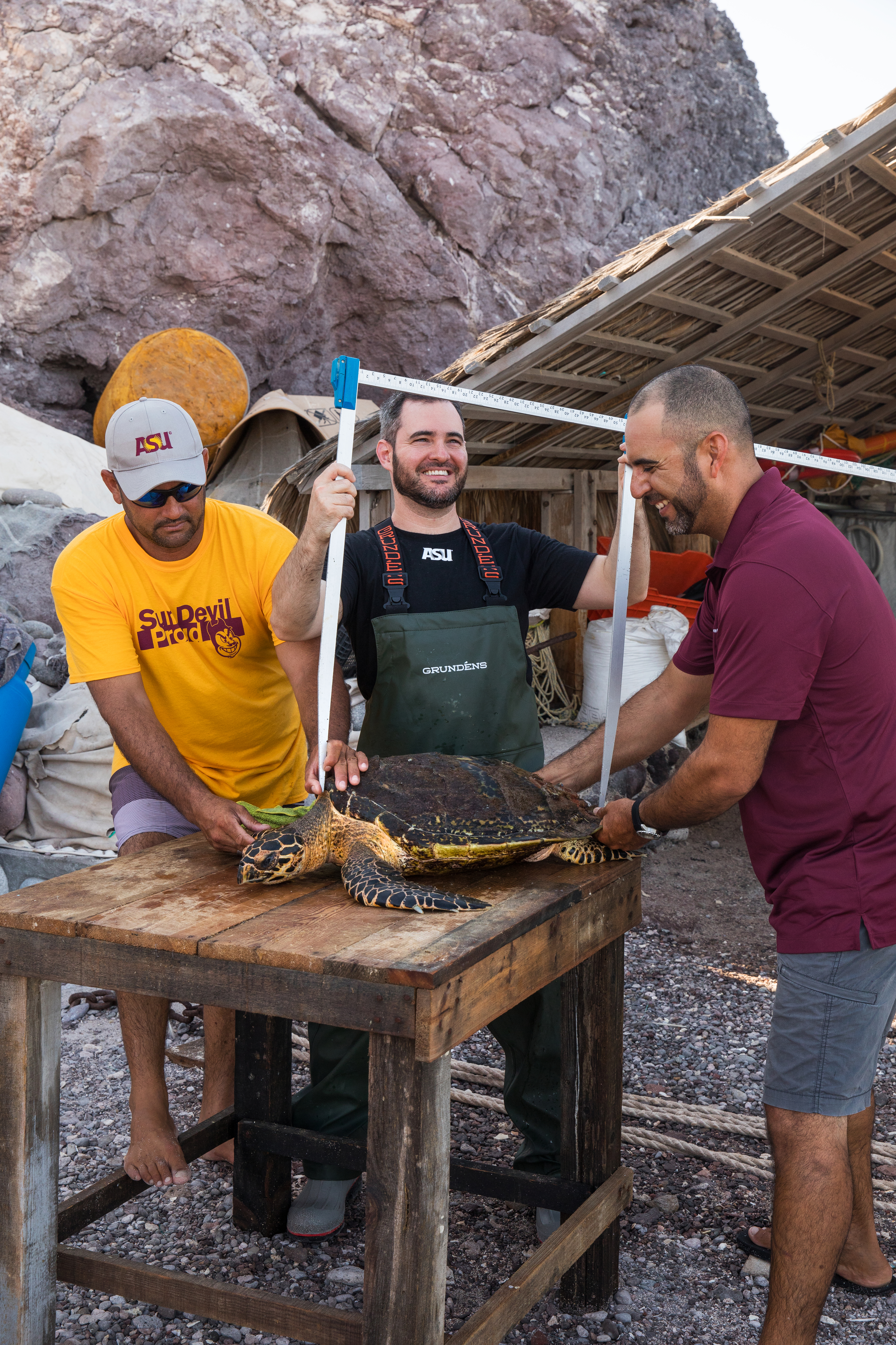 Jesse Senko measures a Hawksbill Sea Turtle.